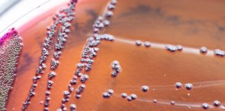 Research: The extraordinary powers of bacteria visualized in real time —