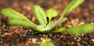 Research: From genes to leaf shape via growth —