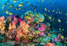 Research: Study shows tiny fishes fuel coral reefs —