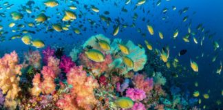 Research: Study shows tiny fishes fuel coral reefs —