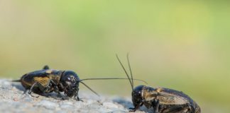 Research: Older male crickets attract more females — but mate less —