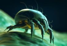Research: Mites and ticks are close relatives, new research shows —