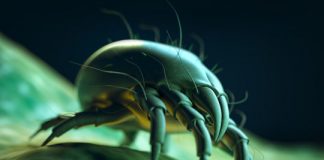 Research: Mites and ticks are close relatives, new research shows —