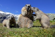 Research: An analysis of the alpine marmot’s genome —