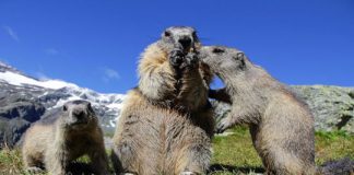 Research: An analysis of the alpine marmot’s genome —