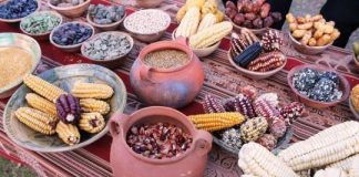 Research: How corn’s ancient ancestor rejects crossbreeding —