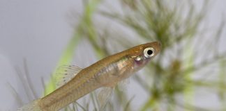 Research: An exotic species threatening local fish —