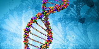 Research: Neurodevelopmental condition can result from mutations in the noncoding regions of the human genome, research shows —