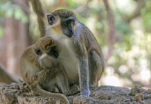 Research: Green monkeys’ alarm calls allow conclusions about the evolution of language —