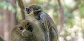 Research: Green monkeys’ alarm calls allow conclusions about the evolution of language —