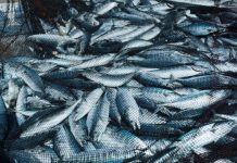 Offbeat: More fishing vessels chasing fewer fish, new study finds —