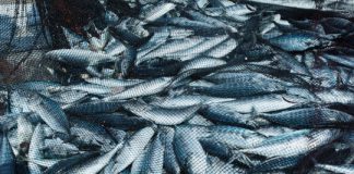 Offbeat: More fishing vessels chasing fewer fish, new study finds —