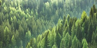 Research: Researchers use fluorescence as a proxy to track photosynthesis in evergreen forests —