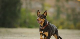 Research: Genetic evidence shows kelpies have no detectable dingo in their DNA —