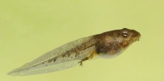 Research: Exposure to light at night has potential to make amphibians more susceptible to additional stressors —