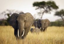 Research: Africa’s elephant poaching rates in decline, but iconic animal still under threat —