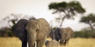 Research: Africa’s elephant poaching rates in decline, but iconic animal still under threat —