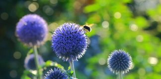 Research: Domino effect of species extinctions also damages biodiversity —