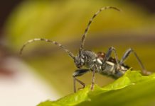 Research: Threatened beetles benefit from forest thinning —