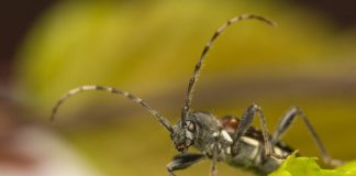Research: Threatened beetles benefit from forest thinning —