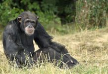 Research: Could some chimps’ crustacean crave yield clues about human evolution? —