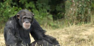 Research: Could some chimps’ crustacean crave yield clues about human evolution? —