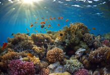 Research: Coral reefs can’t return from acid trip —