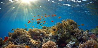Research: Coral reefs can’t return from acid trip —