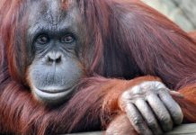 Research: Research reveals the link between primate knuckles and hand use —