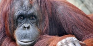 Research: Research reveals the link between primate knuckles and hand use —