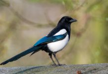 Research: Some songbird nests are especially vulnerable to magpie predation —