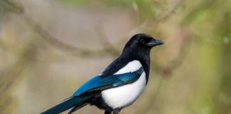 Research: Some songbird nests are especially vulnerable to magpie predation —
