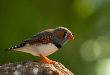 Research: Birds have a notion of ‘green’ versus ‘blue,’ but the line between them is fuzzy compared to the red-orange range —