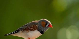 Research: Birds have a notion of ‘green’ versus ‘blue,’ but the line between them is fuzzy compared to the red-orange range —