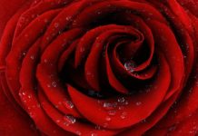 Tech: A rose inspires smart way to collect and purify water — (Report)