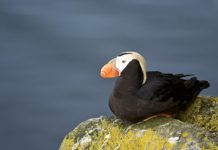 Research: Climate-induced food shifts may be to blame —