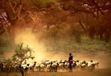 Research: Ancient DNA tells the story of the first herders and farmers in east Africa —