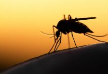 Research: Technology could safely reduce malaria mosquito populations, including insecticide-resistant strains —
