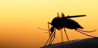 Research: Technology could safely reduce malaria mosquito populations, including insecticide-resistant strains —