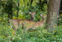 Research: New records show spread of parasitic deer flies across the United States —