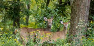 Research: New records show spread of parasitic deer flies across the United States —