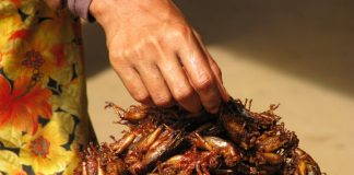 Researchers Claim People Have To Start Eating Bugs To Survive Researchers Claim People Have To Start Eating Bugs To Survive