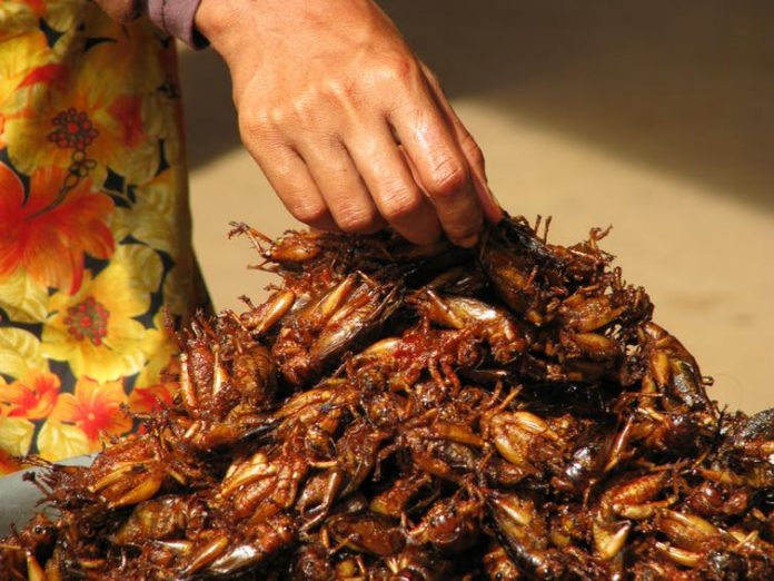 Researchers Claim People Have To Start Eating Bugs To Survive