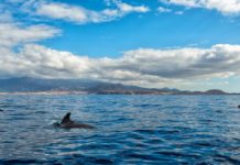Research: New sub-species of pilot whale identified in Pacific Ocean —