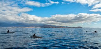 Research: New sub-species of pilot whale identified in Pacific Ocean —
