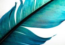 Research: Feathers came first, then birds —