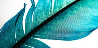 Research: Feathers came first, then birds —