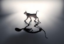 Tech: Physicists can predict the jumps of Schrödinger’s cat (and finally save it) — (Report)