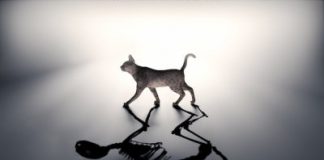 Tech: Physicists can predict the jumps of Schrödinger’s cat (and finally save it) — (Report)