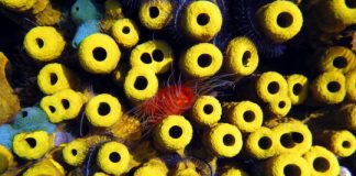 Research: Sponges collect penguin, seal, and fish DNA from the water they filter —